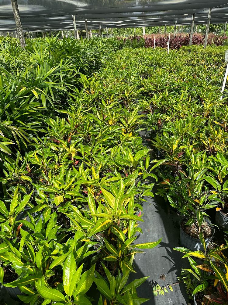 codiaeum-variegatum-afd-5-croton