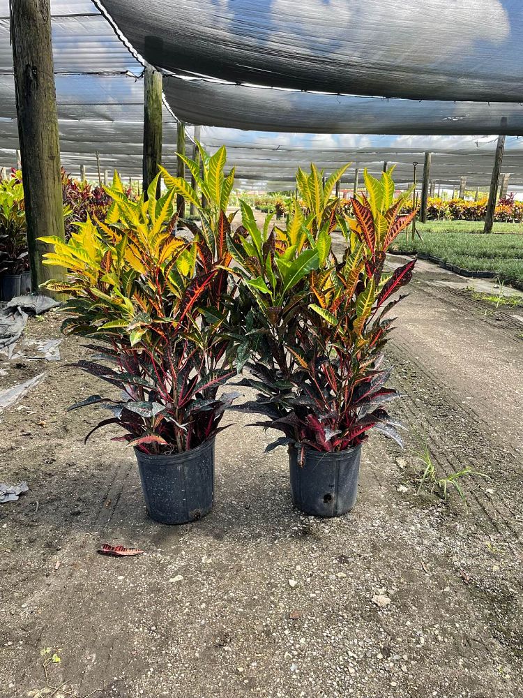 codiaeum-variegatum-afd-5-croton