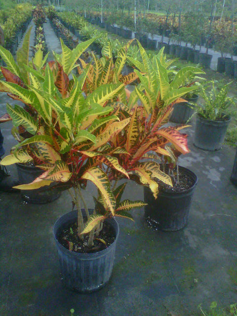 codiaeum-variegatum-afd-7-croton