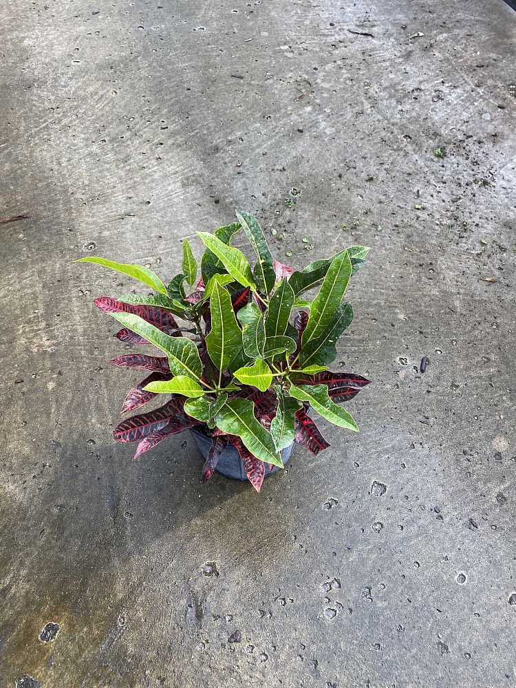 codiaeum-variegatum-afd-7-croton