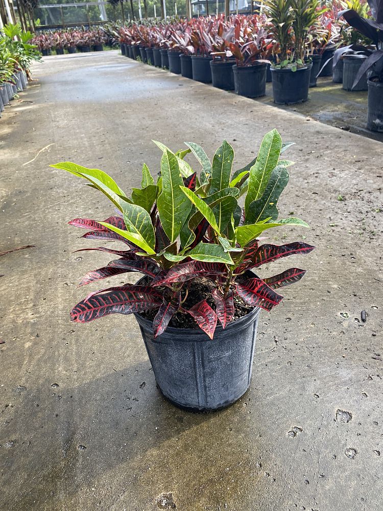 codiaeum-variegatum-afd-7-croton