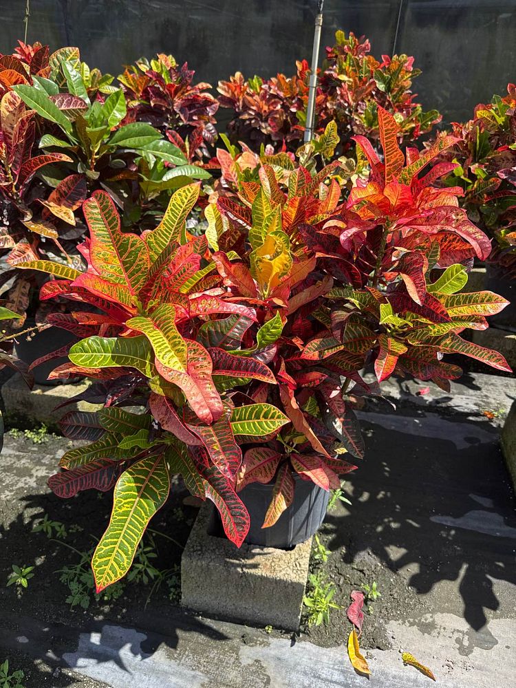 codiaeum-variegatum-afd-7-croton