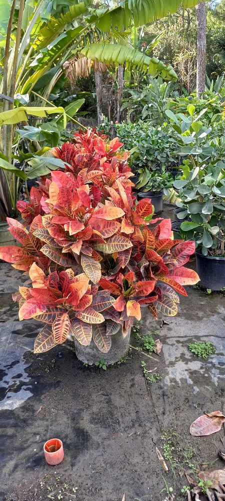 codiaeum-variegatum-afd-yellow-croton