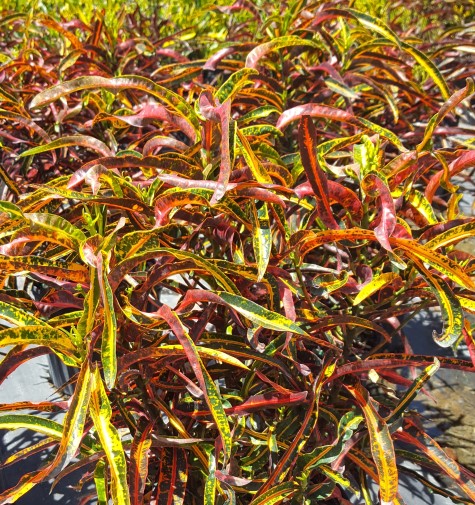 codiaeum-variegatum-arco-iris-croton