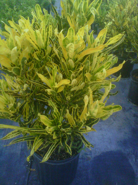 codiaeum-variegatum-banana-croton