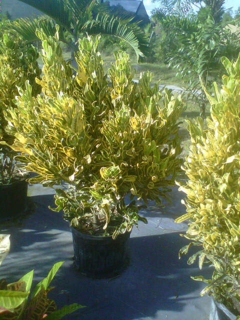 codiaeum-variegatum-banana-croton