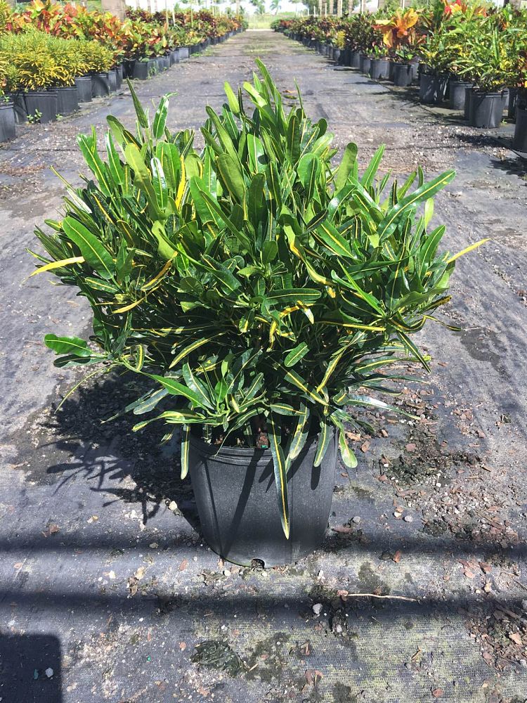 codiaeum-variegatum-banana-croton