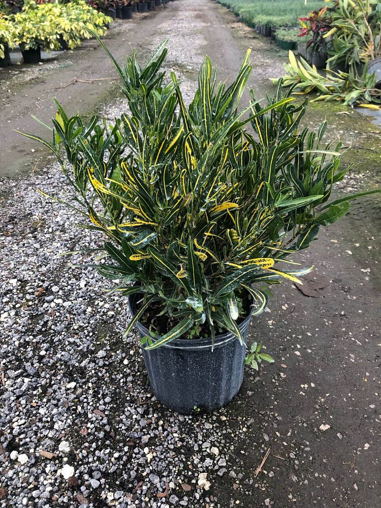 codiaeum-variegatum-banana-croton