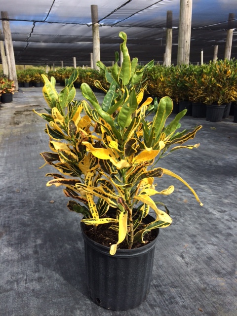 codiaeum-variegatum-banana-croton