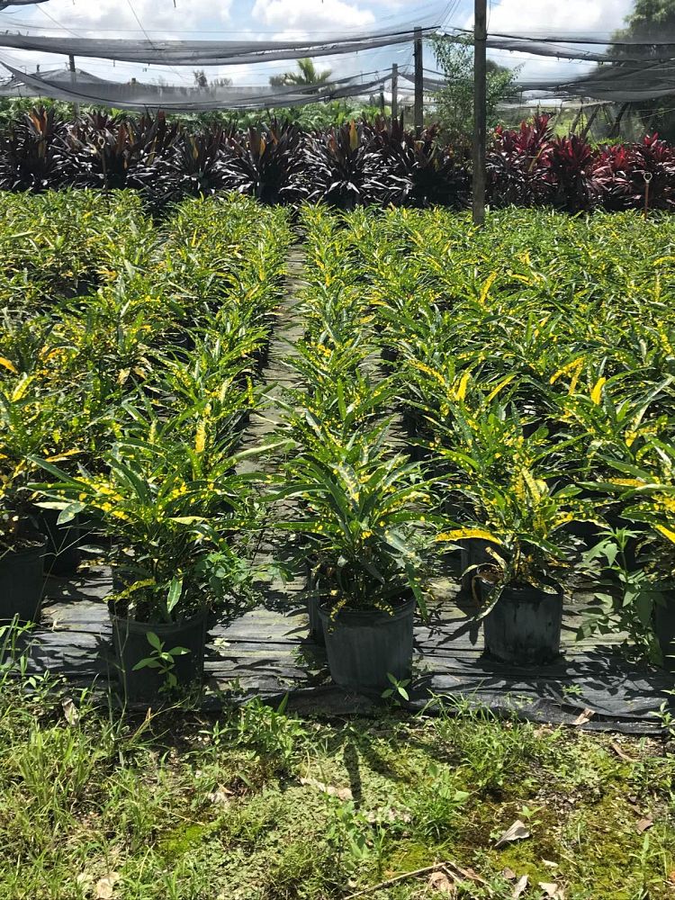 codiaeum-variegatum-banana-croton