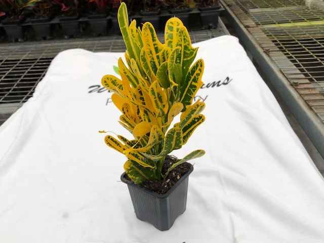 codiaeum-variegatum-banana-croton