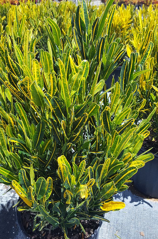 codiaeum-variegatum-banana-croton