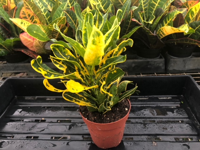 codiaeum-variegatum-banana-croton