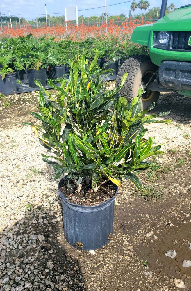 codiaeum-variegatum-banana-croton
