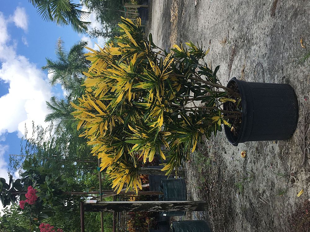 codiaeum-variegatum-banana-croton