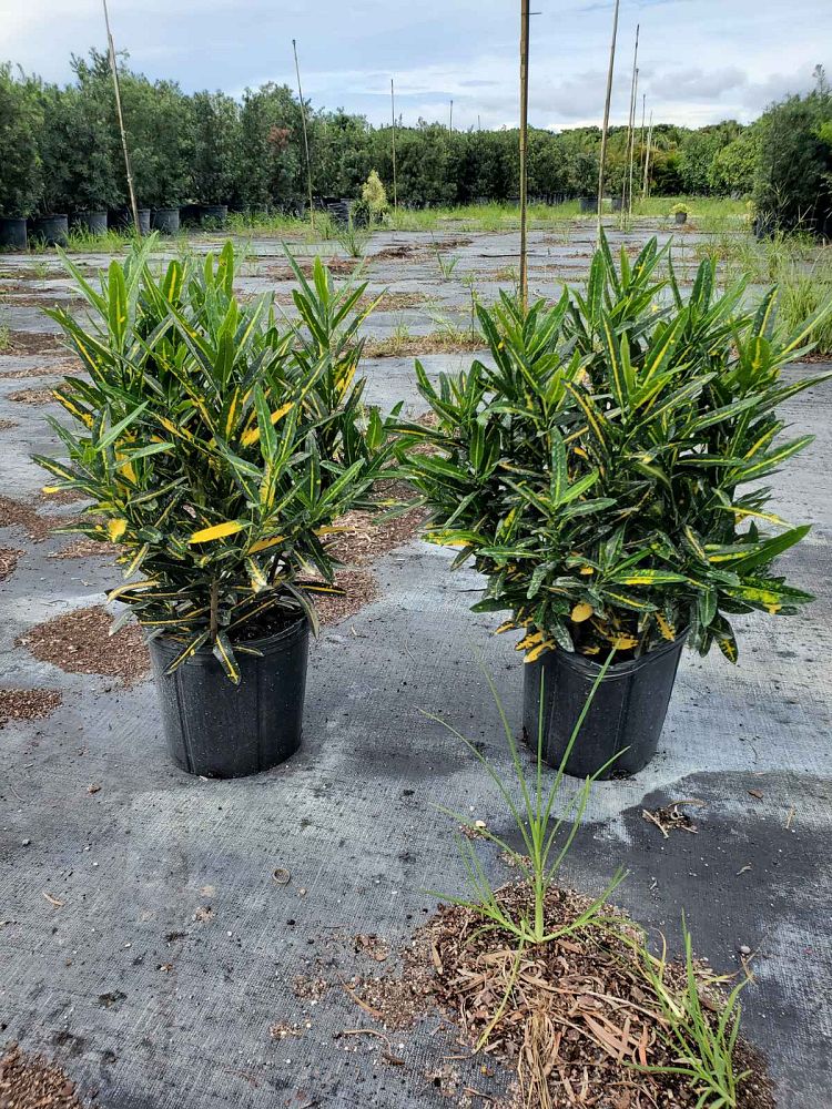 codiaeum-variegatum-banana-croton