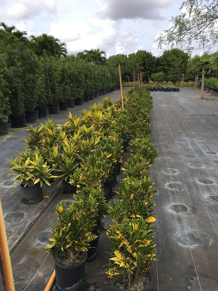 codiaeum-variegatum-banana-croton
