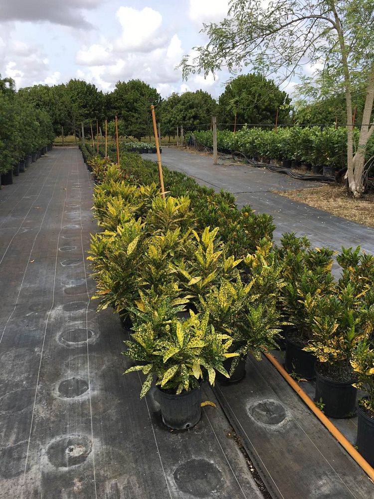 codiaeum-variegatum-banana-croton