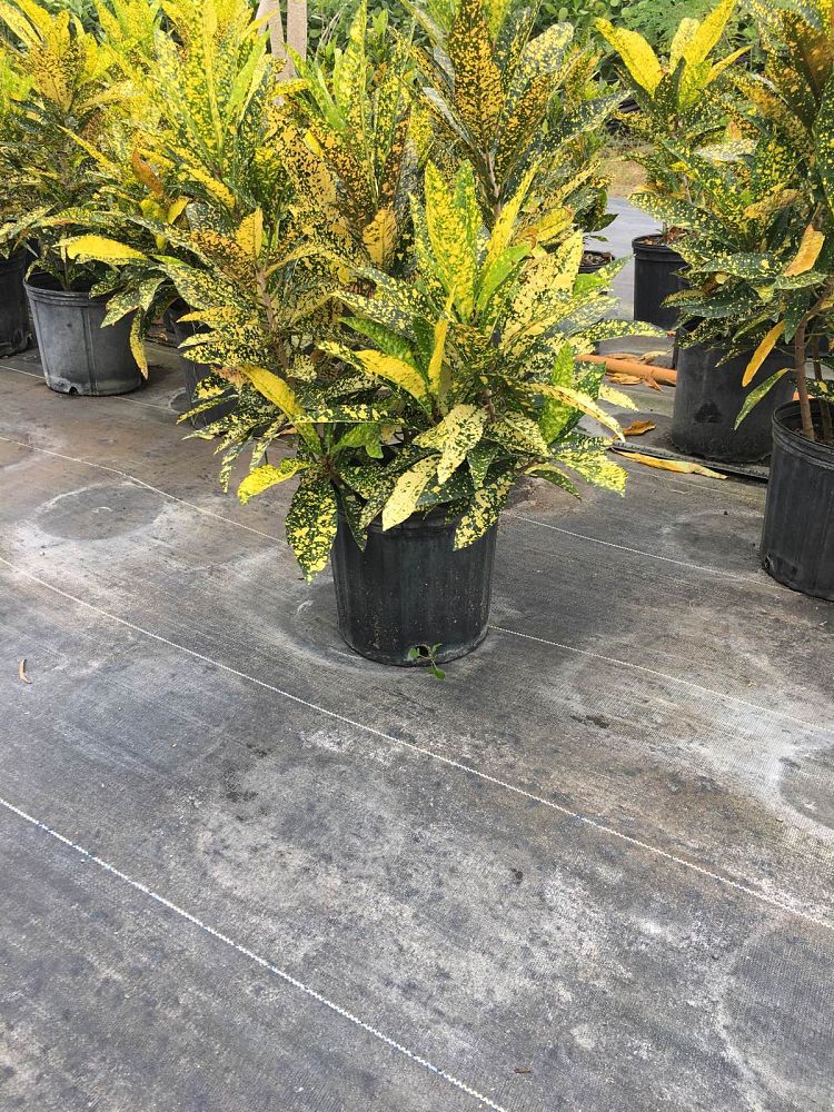 codiaeum-variegatum-banana-croton