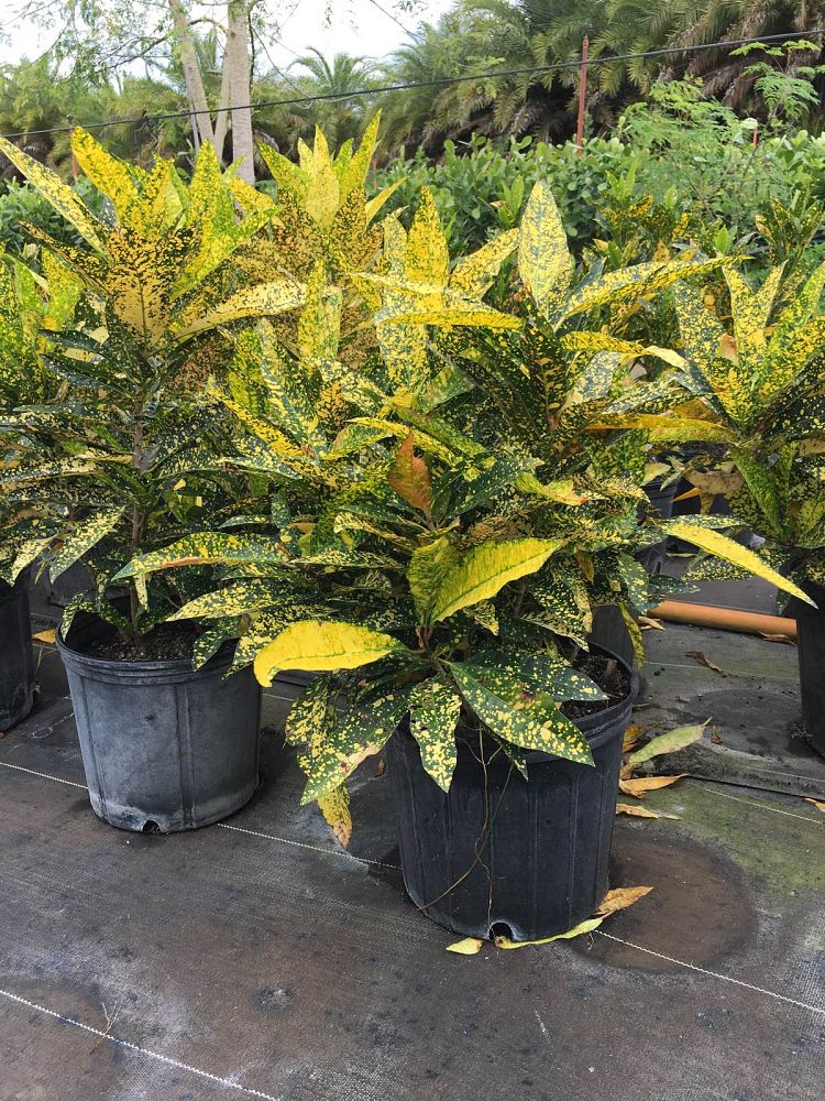 codiaeum-variegatum-banana-croton
