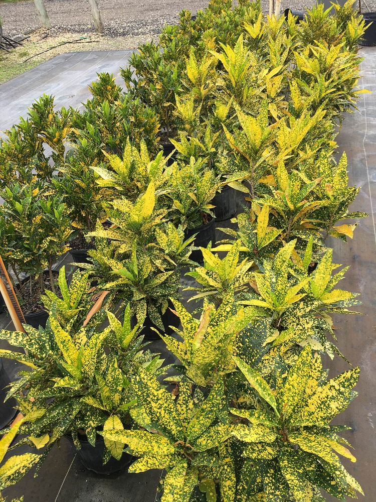 codiaeum-variegatum-banana-croton