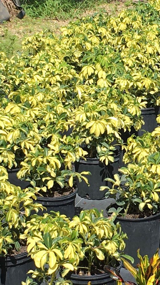 codiaeum-variegatum-banana-croton