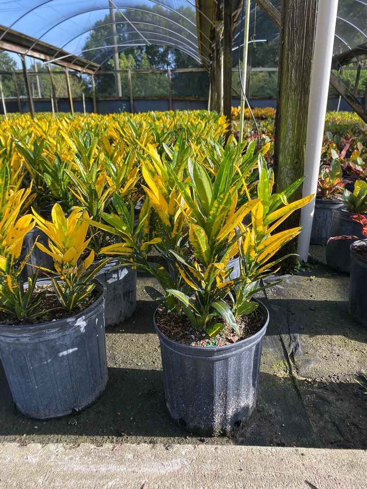 codiaeum-variegatum-banana-croton