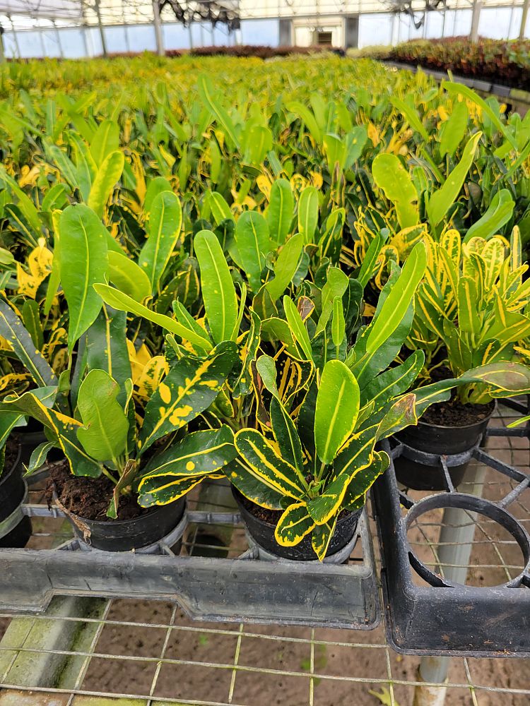 codiaeum-variegatum-banana-croton