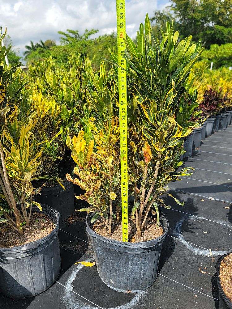 codiaeum-variegatum-banana-croton