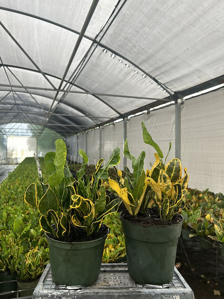 codiaeum-variegatum-banana-croton