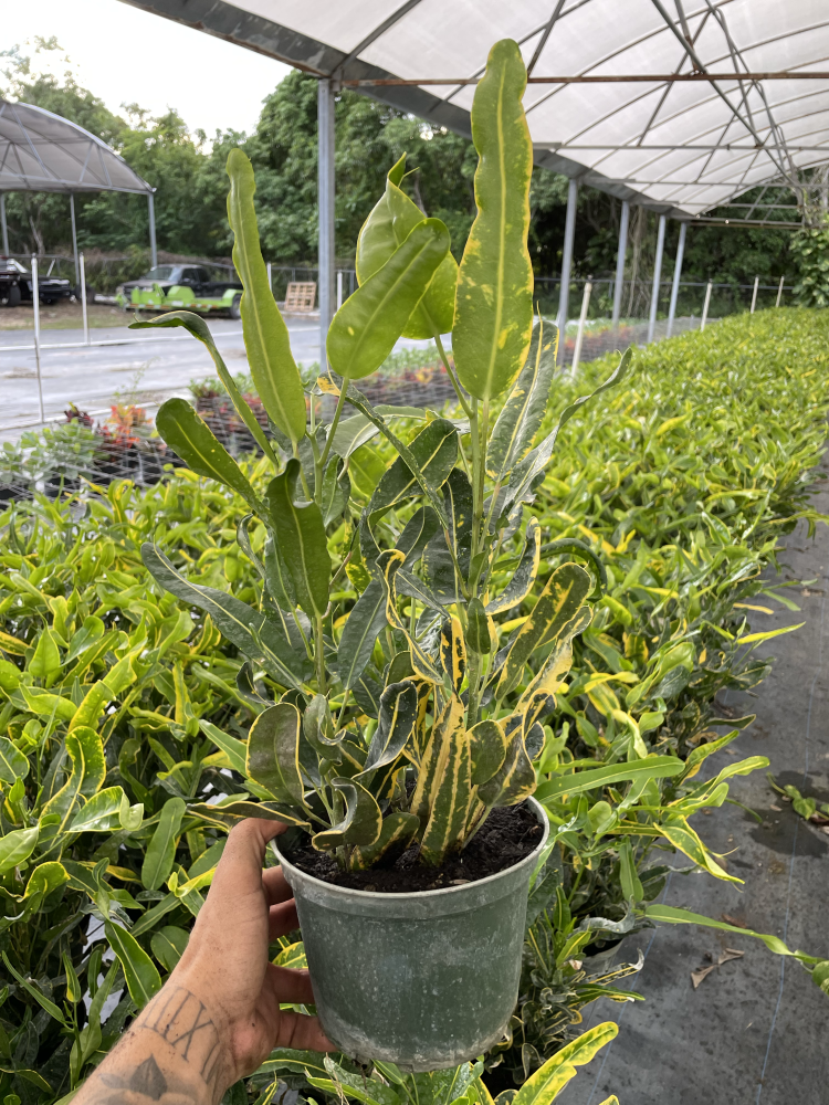 codiaeum-variegatum-banana-croton