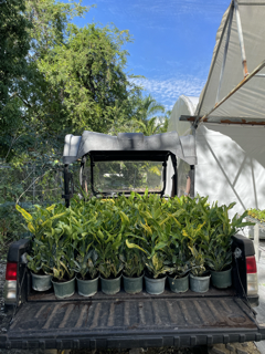 codiaeum-variegatum-banana-croton