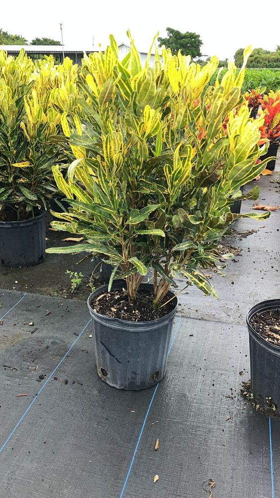 codiaeum-variegatum-banana-croton