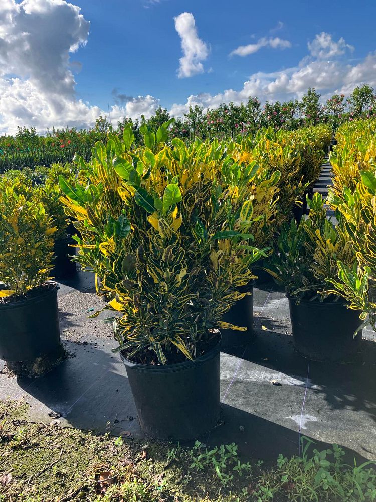 codiaeum-variegatum-banana-croton