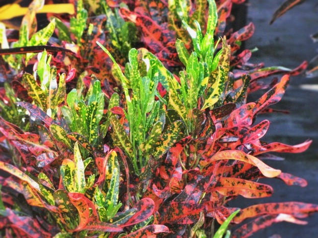 codiaeum-variegatum-batik-croton
