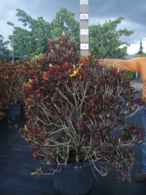 codiaeum-variegatum-batik-croton