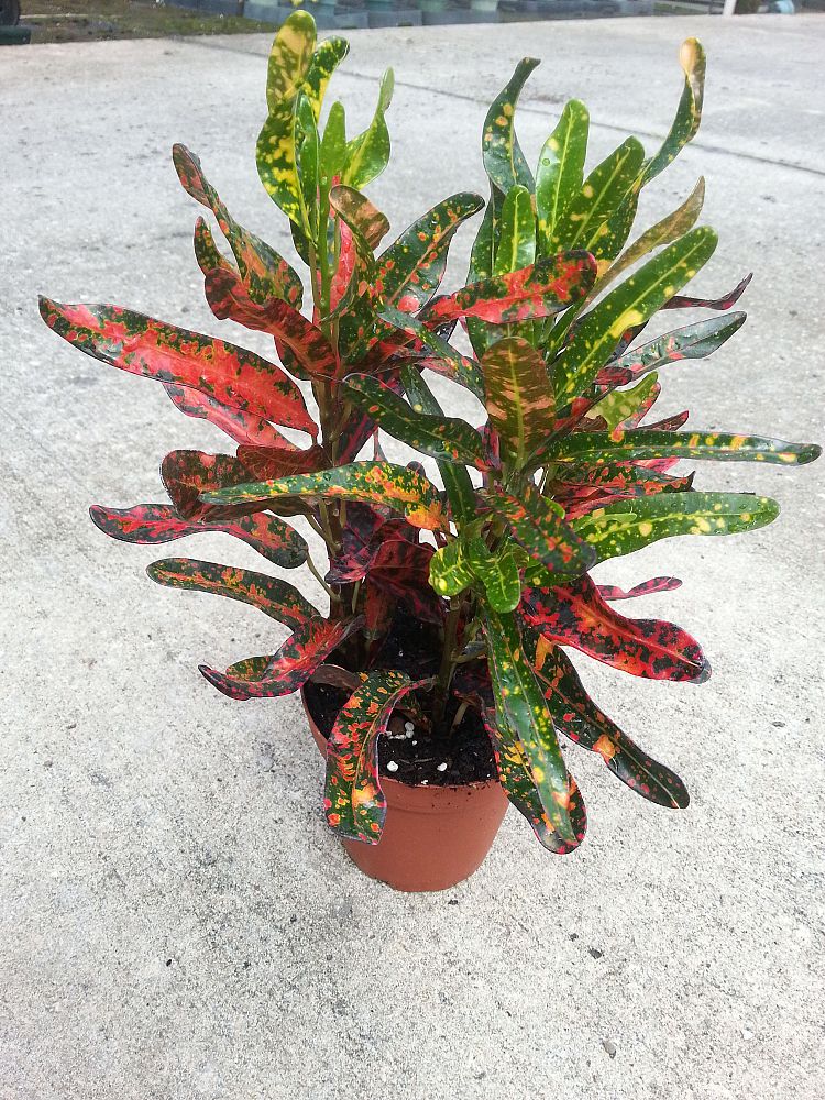 codiaeum-variegatum-batik-croton