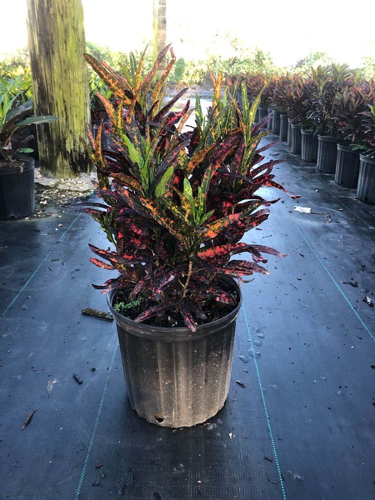 codiaeum-variegatum-batik-croton
