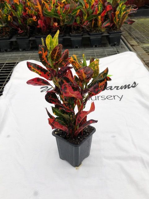 codiaeum-variegatum-batik-croton