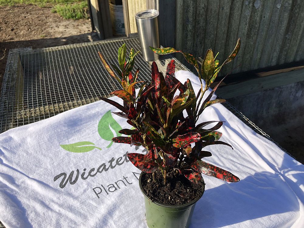 codiaeum-variegatum-batik-croton