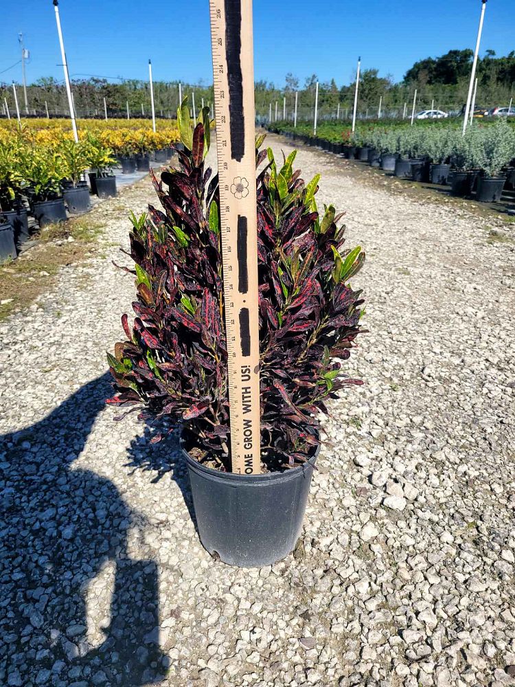 codiaeum-variegatum-batik-croton