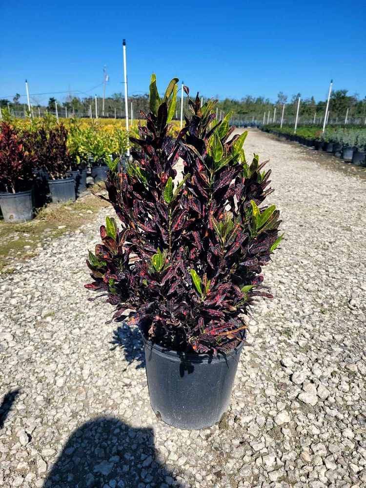 codiaeum-variegatum-batik-croton