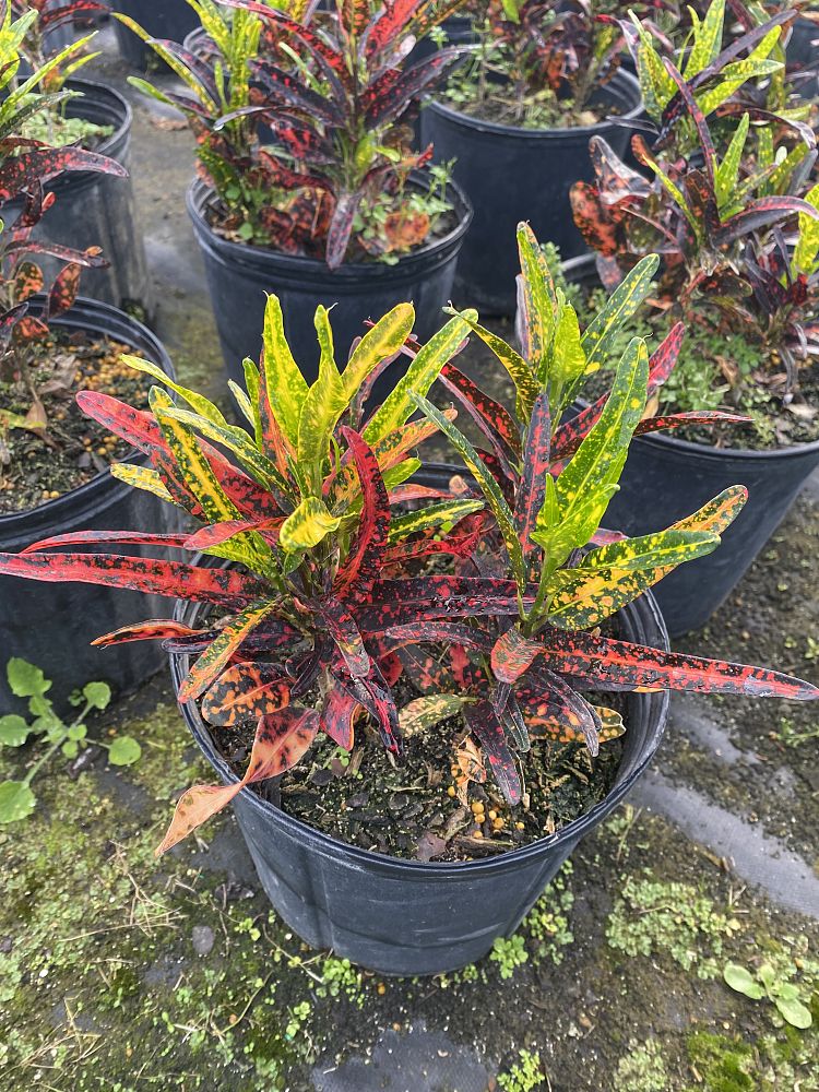codiaeum-variegatum-batik-croton
