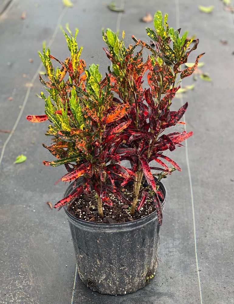 codiaeum-variegatum-batik-croton