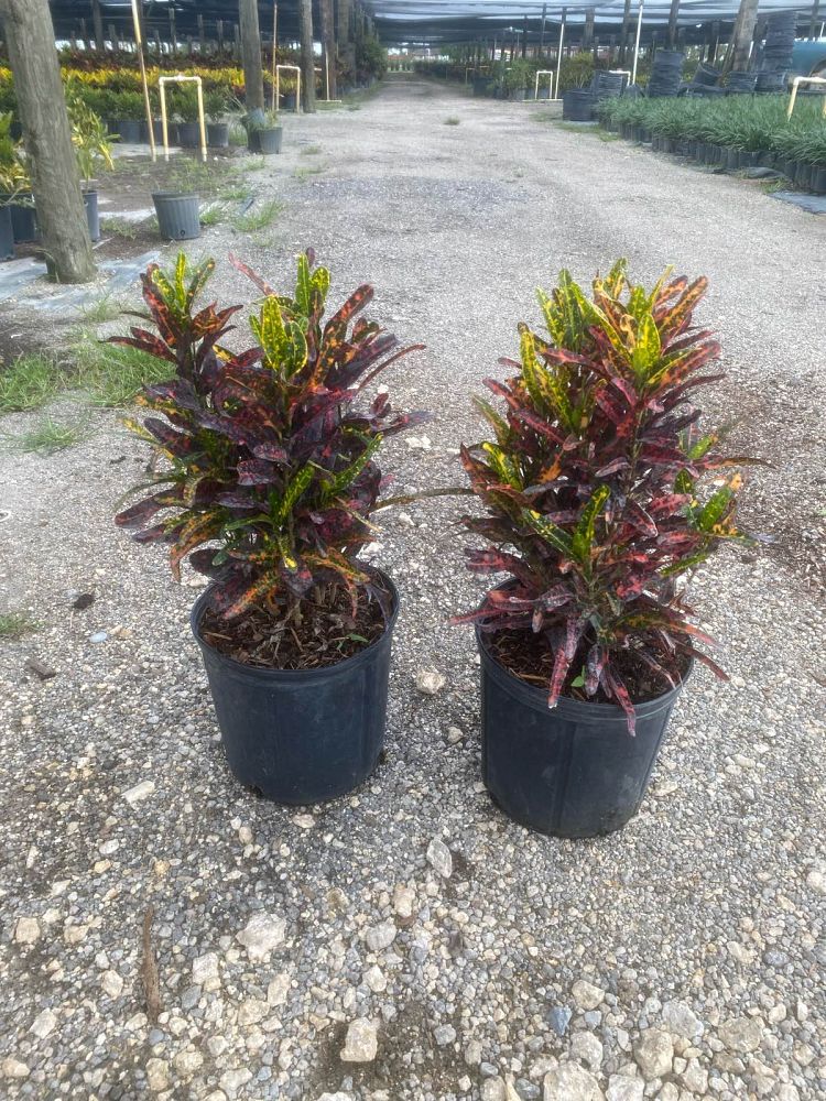 codiaeum-variegatum-batik-croton