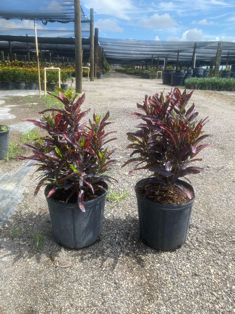 codiaeum-variegatum-batik-croton