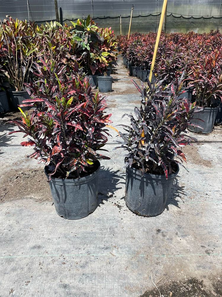 codiaeum-variegatum-batik-croton