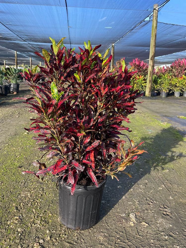 codiaeum-variegatum-batik-croton