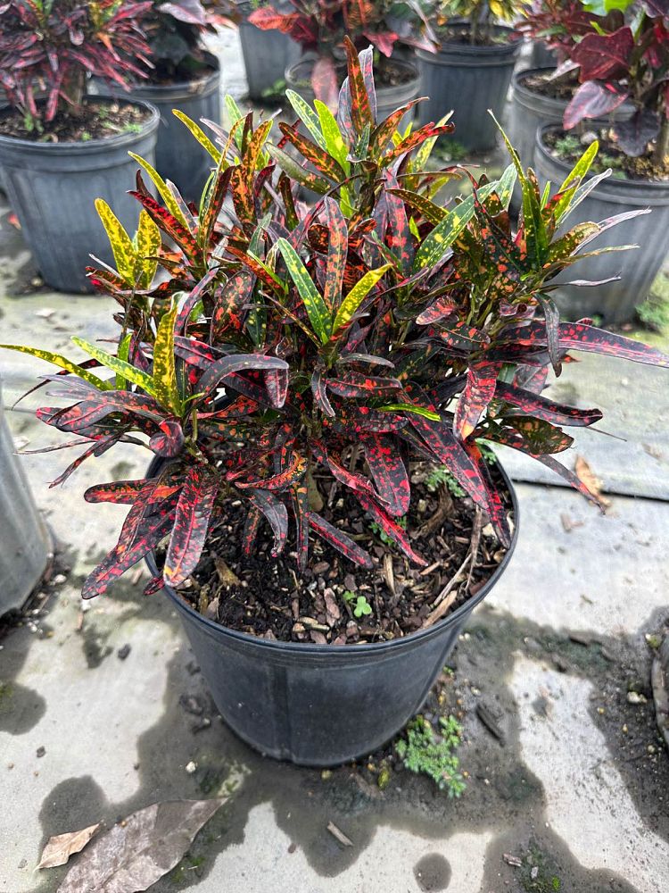 codiaeum-variegatum-batik-croton
