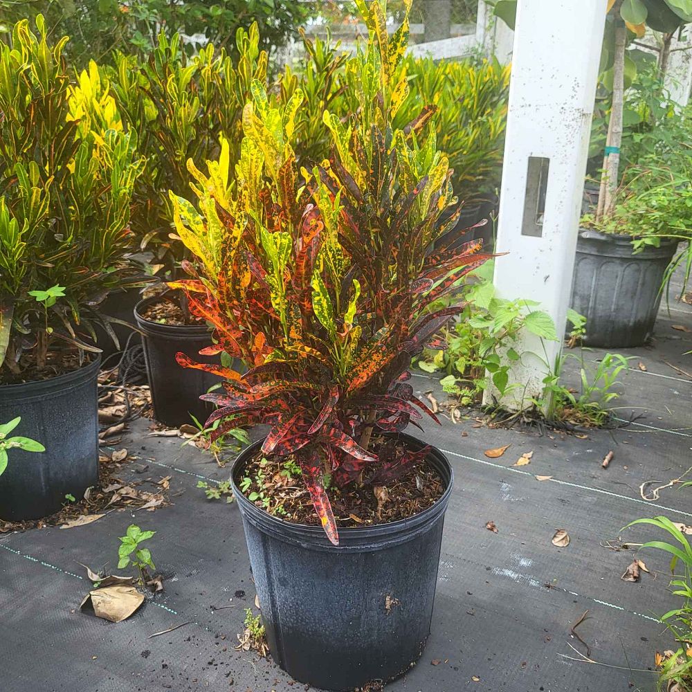 codiaeum-variegatum-batik-croton